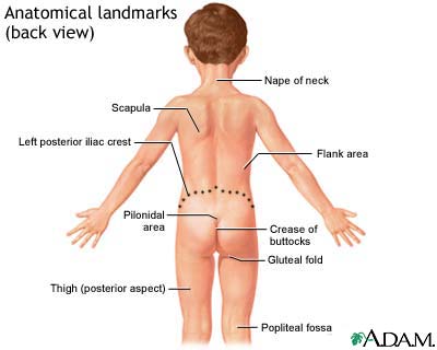 Anatomical landmarks, back view Anatomical landmarks, back view