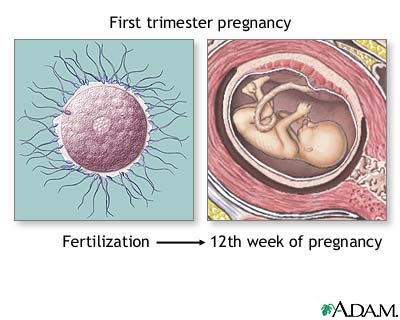 First trimester of pregnancy First trimester of pregnancy