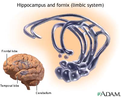 Limbic system Limbic system