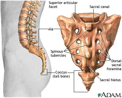 Sacrum Sacrum