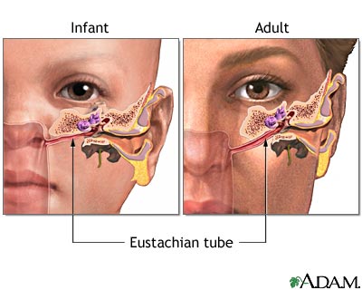 Eustachian tube Eustachian tube