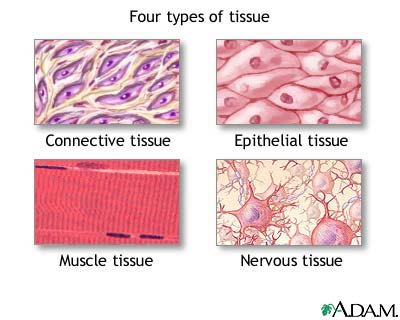 Tissue types Tissue types