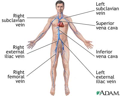 Deep veins Deep veins