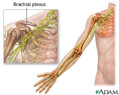 Brachial plexus Brachial plexus